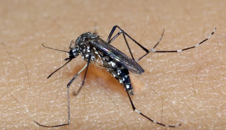 DENGUE preocupa moradores de Sorocaba e doação de sangue tem QUEDA de 30% na cidade