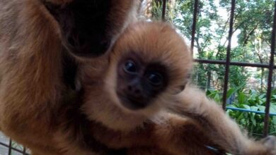 Novo integrante: Zoologico Municipal “Quinzinho de Barros” tem nascimento de filhote da espécie muriqui-do-sul. (Foto: Marcos Tokuda/Zoo Sorocaba/Divulgação).