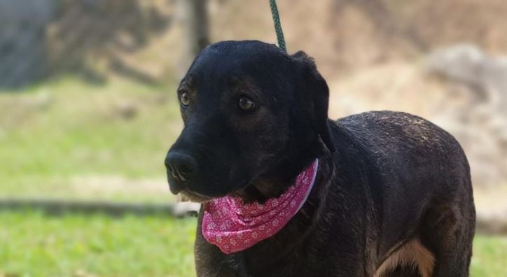 adoção animais