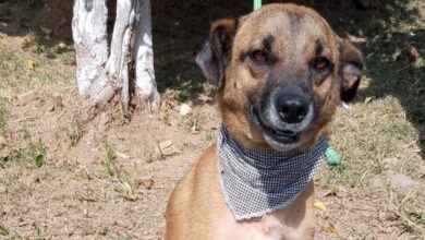 Feira de ADOÇÃO DE ANIMAIS acontece neste sábado (11) em Sorocaba; VEJA ONDE