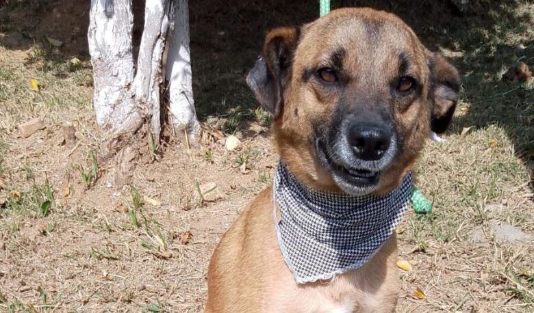 Feira de ADOÇÃO DE ANIMAIS acontece neste sábado (11) em Sorocaba; VEJA ONDE