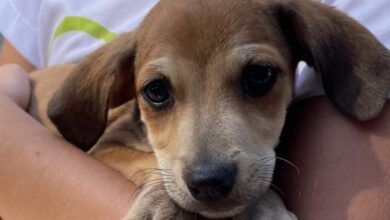 Sorocaba realiza FEIRA DE ADOÇÃO DE ANIMAIS na sexta-feira (24)