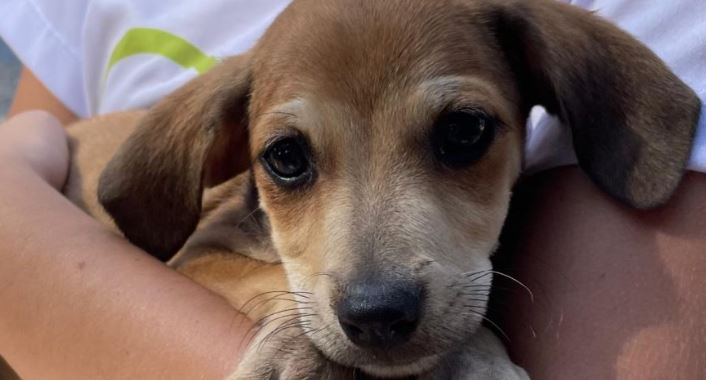 Sorocaba realiza FEIRA DE ADOÇÃO DE ANIMAIS na sexta-feira (24)