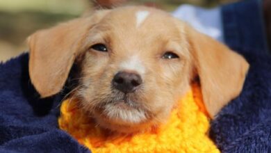 Campanha arrecada ROUPINHAS E CASINHAS para cães e gatos em Sorocaba em 2024