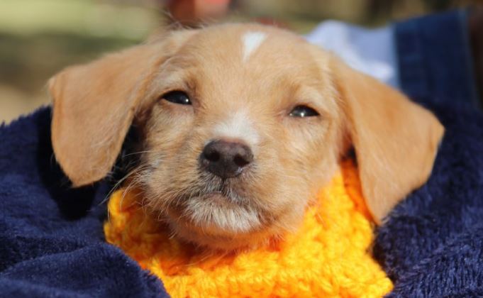 Campanha arrecada ROUPINHAS E CASINHAS para cães e gatos em Sorocaba em 2024