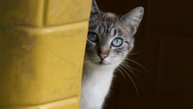 CANIL de Sorocaba está ABERTO AO PÚBLICO dia 18/05 para adoção de CÃES E GATOS