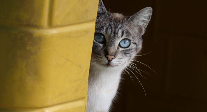 CANIL de Sorocaba está ABERTO AO PÚBLICO dia 18/05 para adoção de CÃES E GATOS