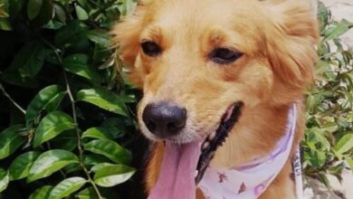 FEIRA DE ADOÇÃO DE CÃES acontece no Jardim dos Estados no sábado (01/06)