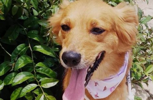 FEIRA DE ADOÇÃO DE CÃES acontece no Jardim dos Estados no sábado (01/06)