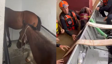 TRAGÉDIA NO RS: Veterinários de Sorocaba RESGATAM DOIS CAVALOS em em meio ao ALAGAMENTO. (Foto: Divulgação)