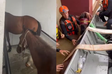 TRAGÉDIA NO RS: Veterinários de Sorocaba RESGATAM DOIS CAVALOS em em meio ao ALAGAMENTO. (Foto: Divulgação)
