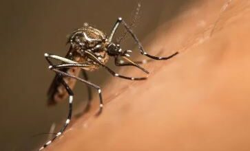 FEBRE AMARELA: Governo faz ALERTA IMPORTANTE após registro de 1ª morte pela doença