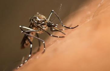 FEBRE AMARELA: Governo faz ALERTA IMPORTANTE após registro de 1ª morte pela doença