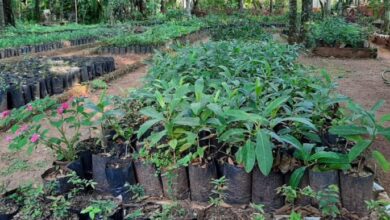 Sorocaba recebe plantio de 50 MUDAS DE ÁRVORES NATIVAS; Entenda o motivo