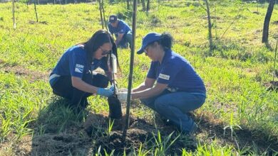 MAIS ÁRVORES: 950 MUDAS NATIVAS são PLANTADAS em Sorocaba. (Foto: Ivan Flores/ Saae/Sorocaba).