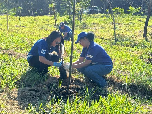 MAIS ÁRVORES: 950 MUDAS NATIVAS são PLANTADAS em Sorocaba. (Foto: Ivan Flores/ Saae/Sorocaba).