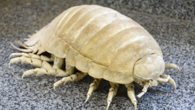 MUSEU DE ZOOLOGIA recebe visitantes neste sábado (4) em Sorocaba; VEJA COMO VISITAR