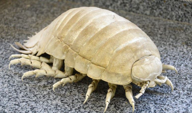 MUSEU DE ZOOLOGIA recebe visitantes neste sábado (4) em Sorocaba; VEJA COMO VISITAR