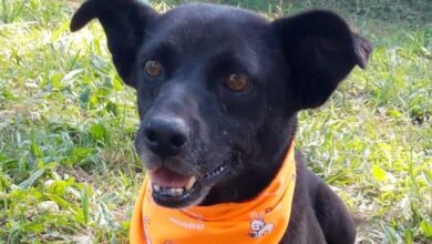 Feira de ADOÇÃO DE CÃES acontece sábado (15/06) no Campolim