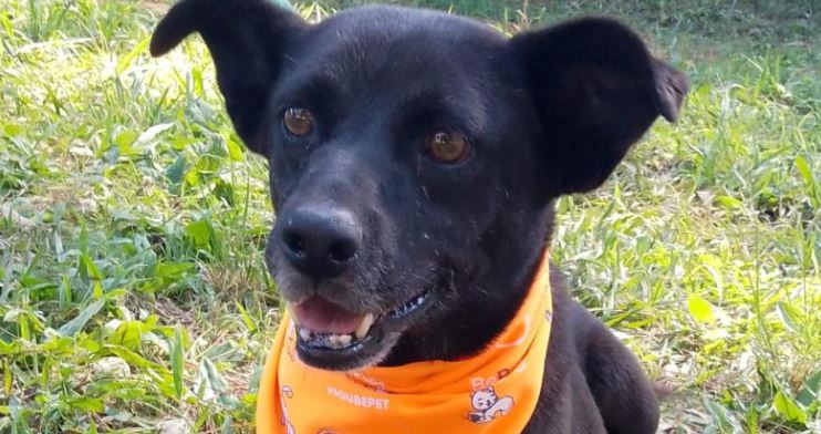 Feira de ADOÇÃO DE CÃES acontece sábado (15/06) no Campolim