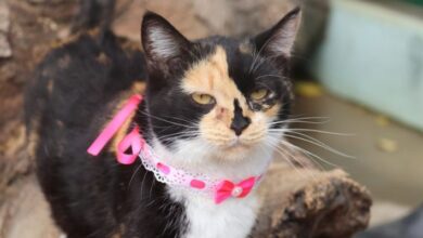 1º Fórum Municipal de Políticas Públicas para Animais acontece na quinta (27/06)