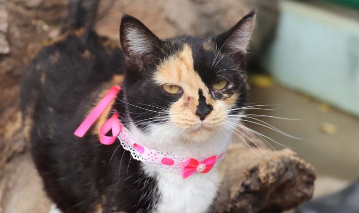 1º Fórum Municipal de Políticas Públicas para Animais acontece na quinta (27/06)