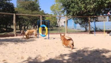 DOG PARK é entregue em Sorocaba na sexta (21); SAIBA COMO FUNCIONA