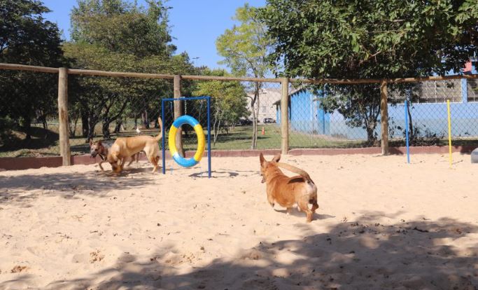 DOG PARK é entregue em Sorocaba na sexta (21); SAIBA COMO FUNCIONA