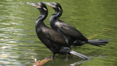 COAVES KIDS terá encontro dia 15 de junho em Sorocaba; VEJA MAIS