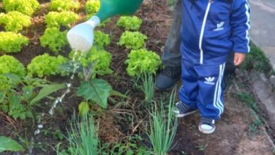 Centro de Educação cria HORTA para cultivo de verduras em 2024; CONFIRA