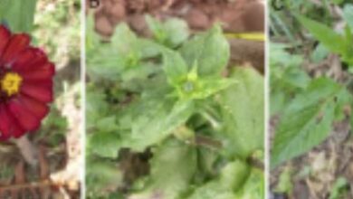 NOVO VÍRUS é encontrado pela 1ª vez no Brasil e pode AFETAR PLANTAÇÕES!