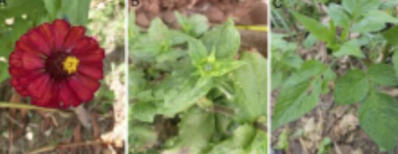 NOVO VÍRUS é encontrado pela 1ª vez no Brasil e pode AFETAR PLANTAÇÕES!