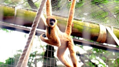 CURSO DE FÉRIAS para crianças e adolescentes acontece dias 16 e 19/07 no Zoo de Sorocaba