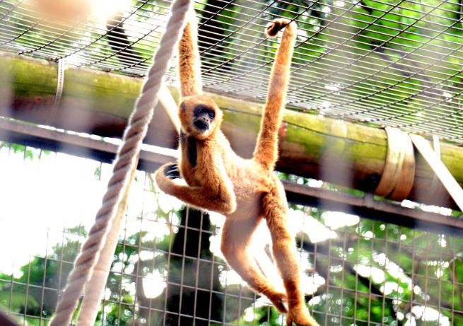 CURSO DE FÉRIAS para crianças e adolescentes acontece dias 16 e 19/07 no Zoo de Sorocaba