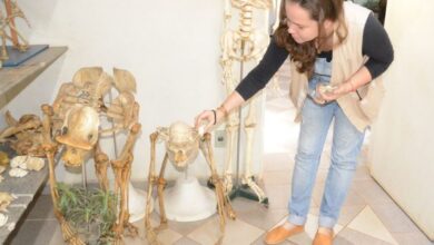 Museu de Zoologia recebe VISITAS neste sábado (15/06); VEJA COMO VISITAR!