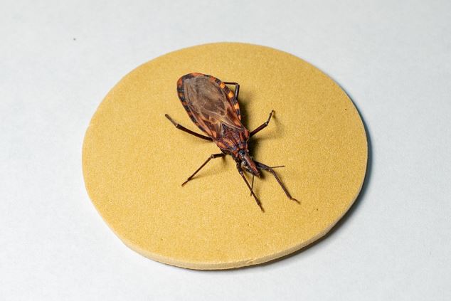 DOENÇA DE CHAGAS: América Latina tem mais de 30 MIL CASOS!