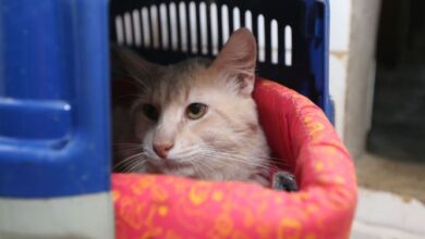 gatos mutirão cães castração