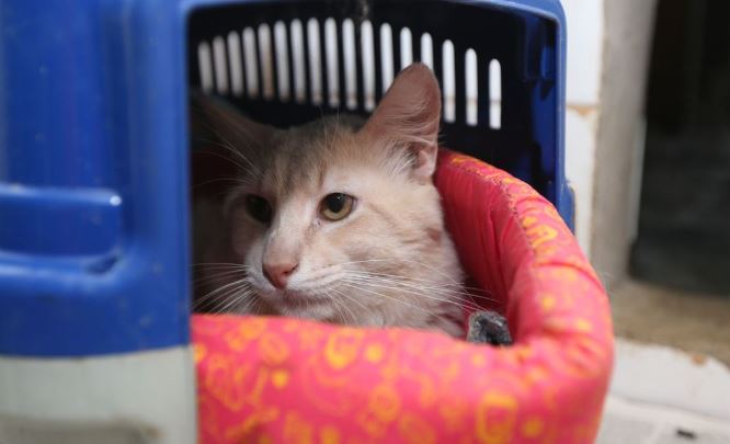 gatos mutirão cães castração