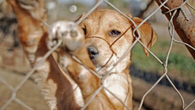 Feira de Adoção de Cães no Parque das Águas em Sorocaba dia (28/09)