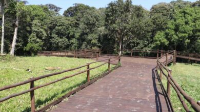 Inauguração da Maior Trilha Suspensa do Mundo Reflete Avanço na Preservação Ambiental