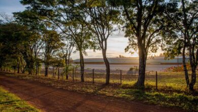 Café: evento no IAC homenageia pesquisadores e apoia a pesquisa cafeeira
