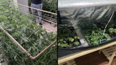 Polícia Militar descobre estufa com 480 pés de maconha em Sorocaba; homem é preso por tráfico