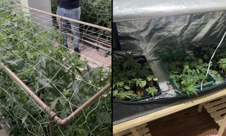 Polícia Militar descobre estufa com 480 pés de maconha em Sorocaba; homem é preso por tráfico