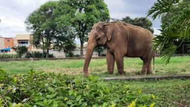 Veterinários, especialistas e moradores defendem permanência do elefante Sandro no Zoológico de Sorocaba