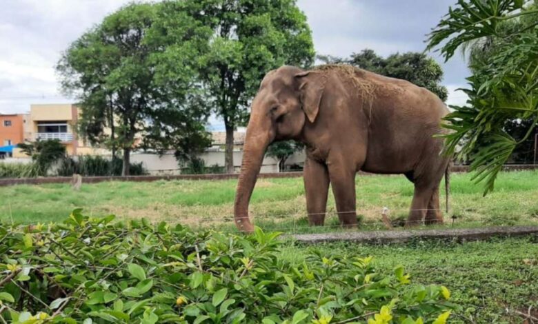 Veterinários, especialistas e moradores defendem permanência do elefante Sandro no Zoológico de Sorocaba
