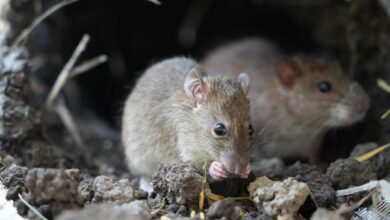 Mercado é interditado na Zona Norte de Sorocaba após flagrante de ratos sobre alimentos
