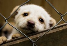 Adoção de cães em Sorocaba: Prefeitura realiza feira no Jardim Brasilândia neste sábado (8)