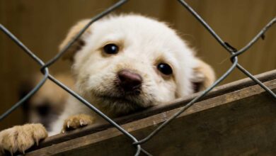 Adoção de cães em Sorocaba: Prefeitura realiza feira no Jardim Brasilândia neste sábado (8)