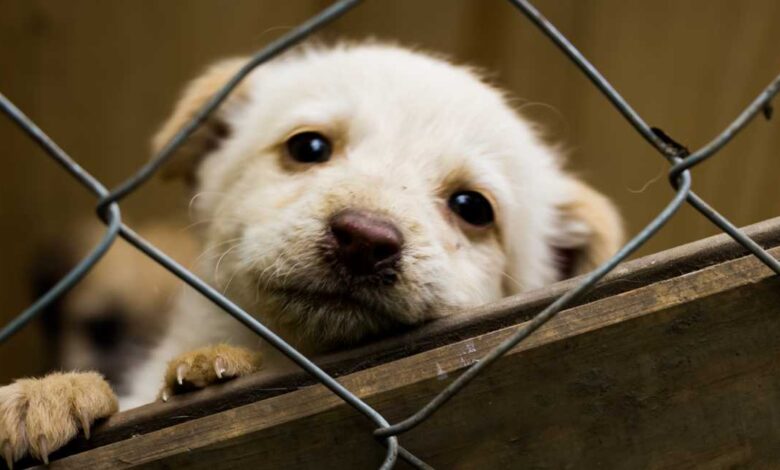 Adoção de cães em Sorocaba: Prefeitura realiza feira no Jardim Brasilândia neste sábado (8)