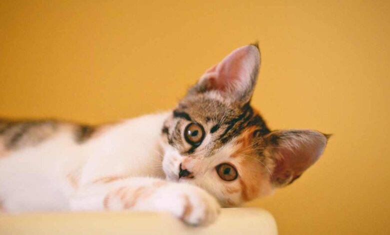 Castração gratuita em Sorocaba: inscrições on-line já estão abertas e vagas são limitadas